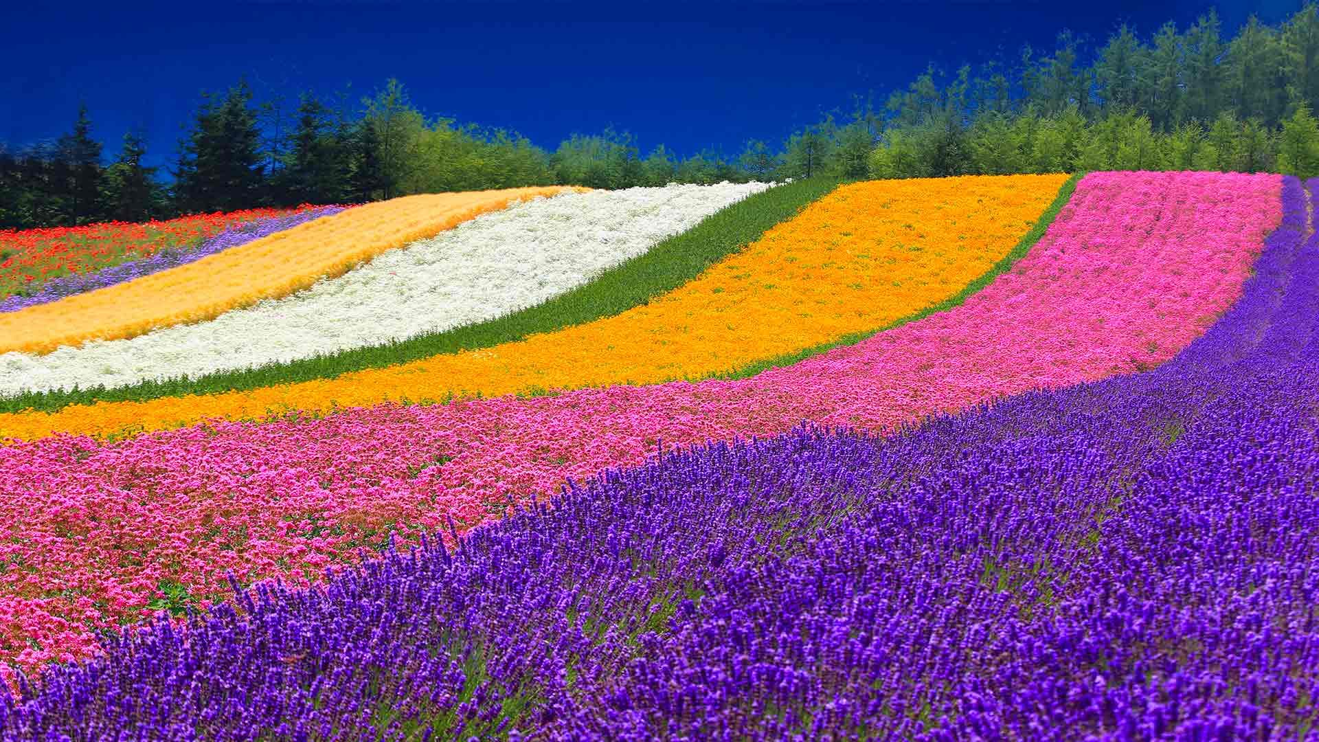北海道一人旅 → 旅仲間ができたら最高！